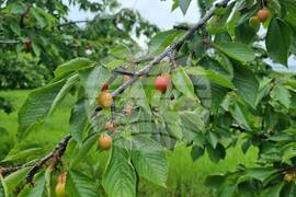 Кюстендил - черешова градина