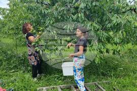 Кюстендил - черешова градина