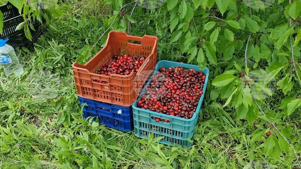 Кюстендил - черешова градина