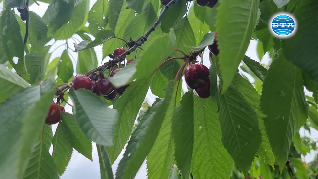 Черешовата кампания в Кюстендил се бави заради дъждовете