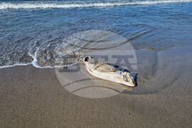 Бургас - плаж - мъртъв делфин