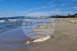 Бургас - плаж - мъртъв делфин