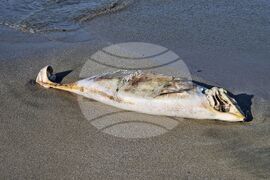 Бургас - плаж - мъртъв делфин