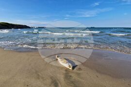 Бургас - плаж - мъртъв делфин