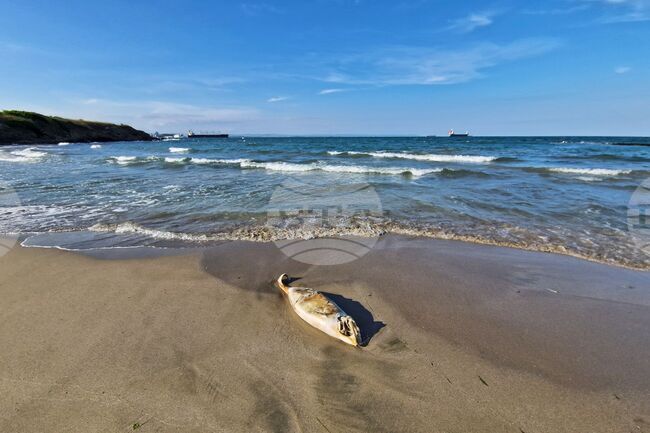 Мъртъв делфин откриха екоинспектори на плажа Алепу край Созопол
