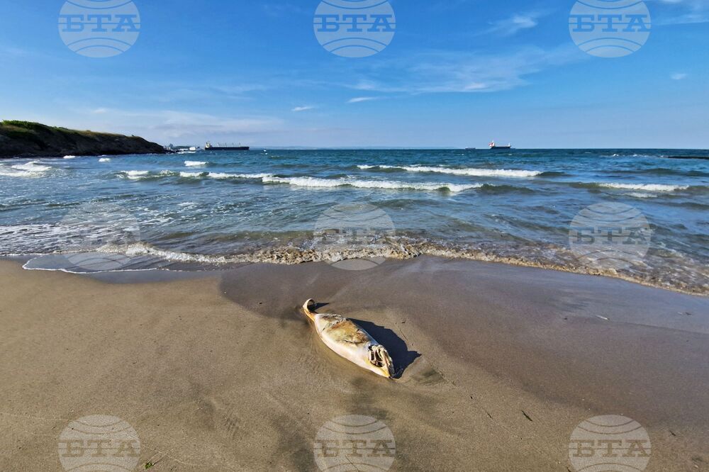 Бургас - плаж - мъртъв делфин