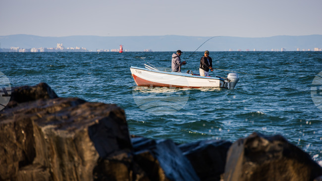 Bonito Abounds in Black Sea, Fishermen Fear Falling Prices