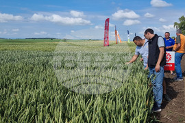 Разград - Ден на пшеницата