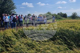 Разград - Ден на пшеницата