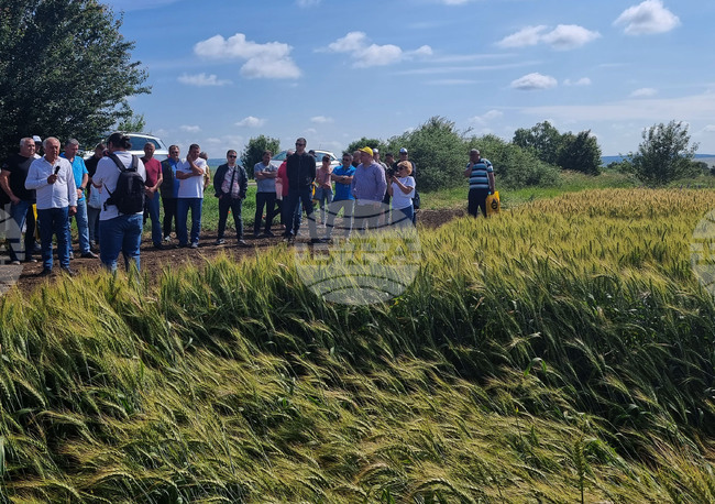 Разград - Ден на пшеницата