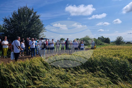 Разград - Ден на пшеницата