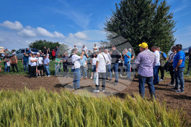 Разград - Ден на пшеницата