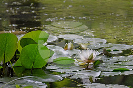 Варна - парк Златни пясъци - лилии