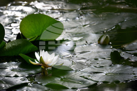 Варна - парк Златни пясъци - лилии