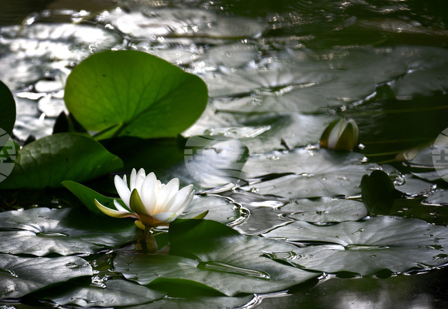 Варна - парк Златни пясъци - лилии