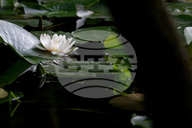 Варна - парк Златни пясъци - лилии