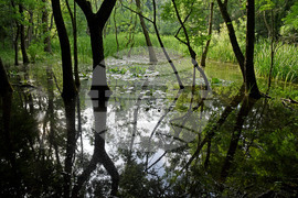 Варна - парк Златни пясъци - лилии