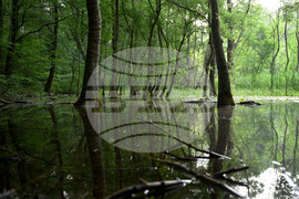 Варна - парк Златни пясъци - лилии