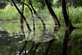 Варна - парк Златни пясъци - лилии