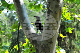 Бургас - морска градина - врани