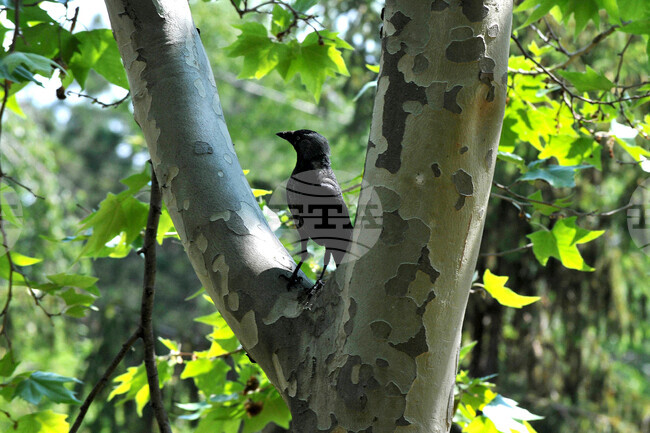 Бургас - морска градина - врани