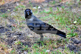 Бургас - морска градина - врани