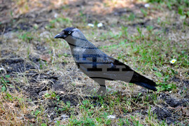 Бургас - морска градина - врани