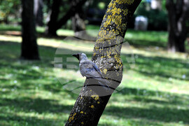 Бургас - морска градина - врани