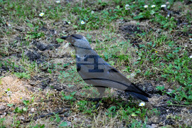 Бургас - морска градина - врани