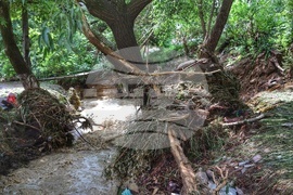 Село Желява - буря - последствия