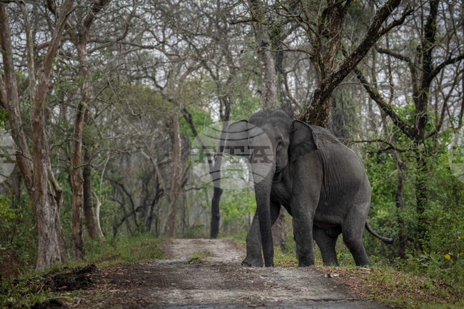 ПТИ: Двама души загинаха при нападения на слонове в индийския щат Одиша