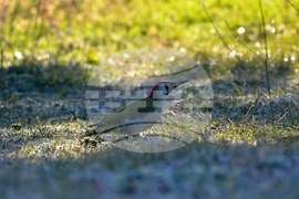 Исперих - кълвач