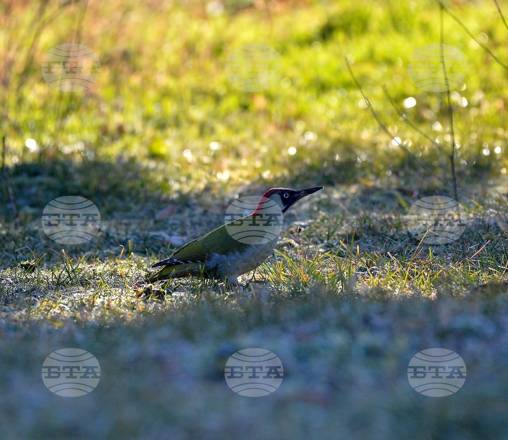 Исперих - кълвач