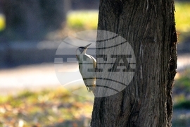 Исперих - кълвач