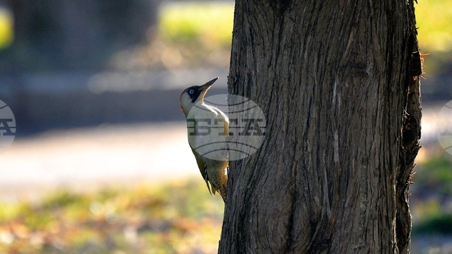 Campaign Encourages People to Put Bird Feeders in Winter