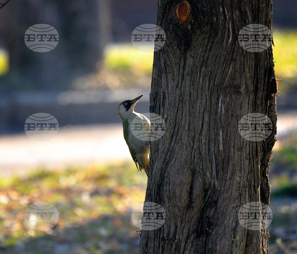 Исперих - кълвач