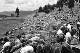 Смолянски езера - животновъдство