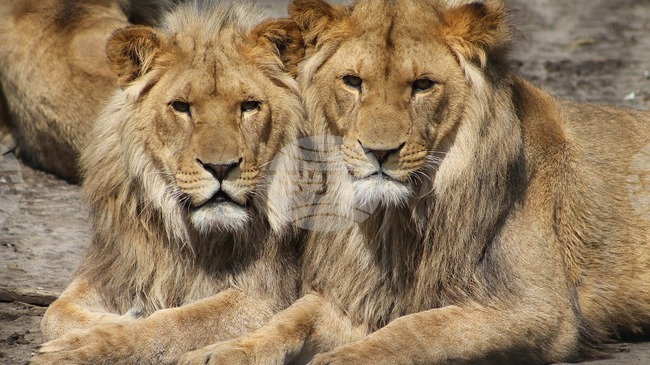 Не тигри, а лъвове са обитавали Япония преди десетки хиляди години, откриха археолози