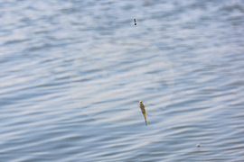 Бургас - Млад рибар - състезание