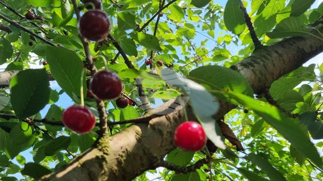 Търговище - овошки