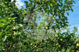 Търговище - овошки - круши