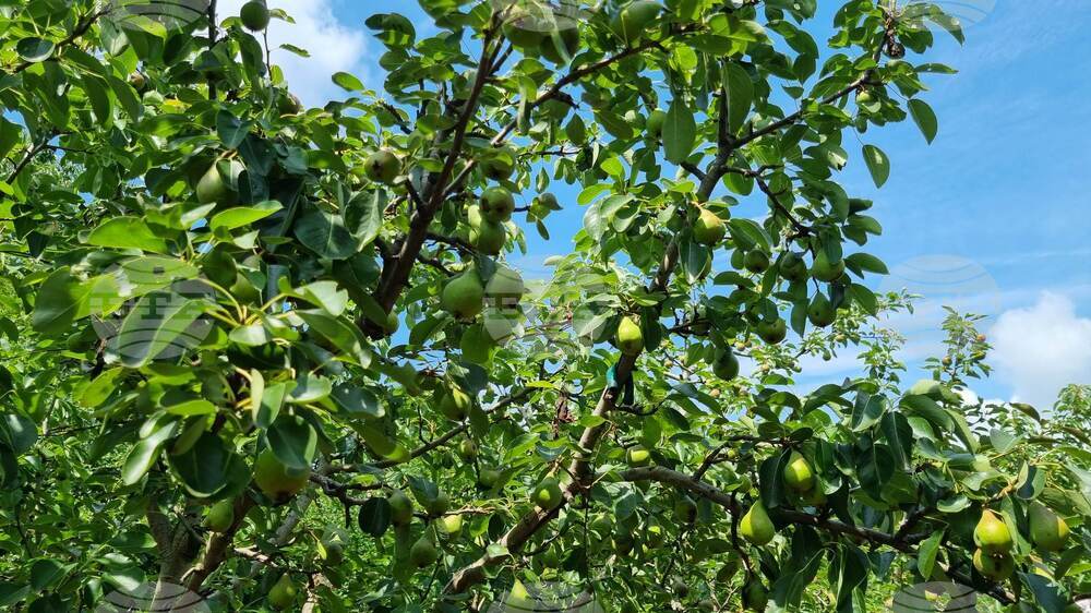 Търговище - овошки - круши