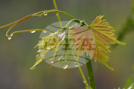 Село Малко Йонково - дъждовно време