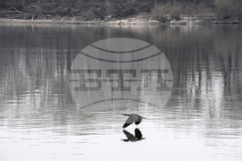 Видин-река Дунав -птици