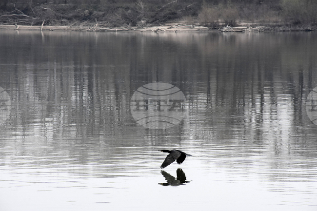 Видин - река Дунав - птици
