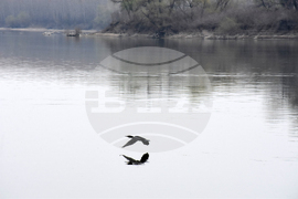 Видин-река Дунав -птици