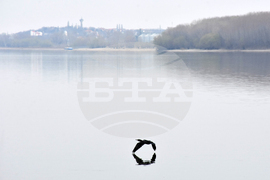 Видин-река Дунав -птици