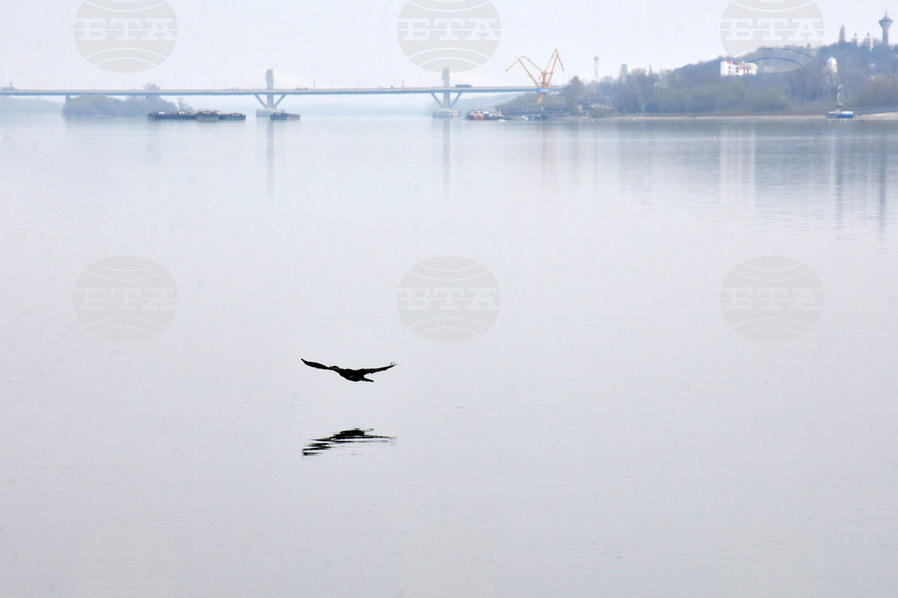 Видин-река Дунав -птици