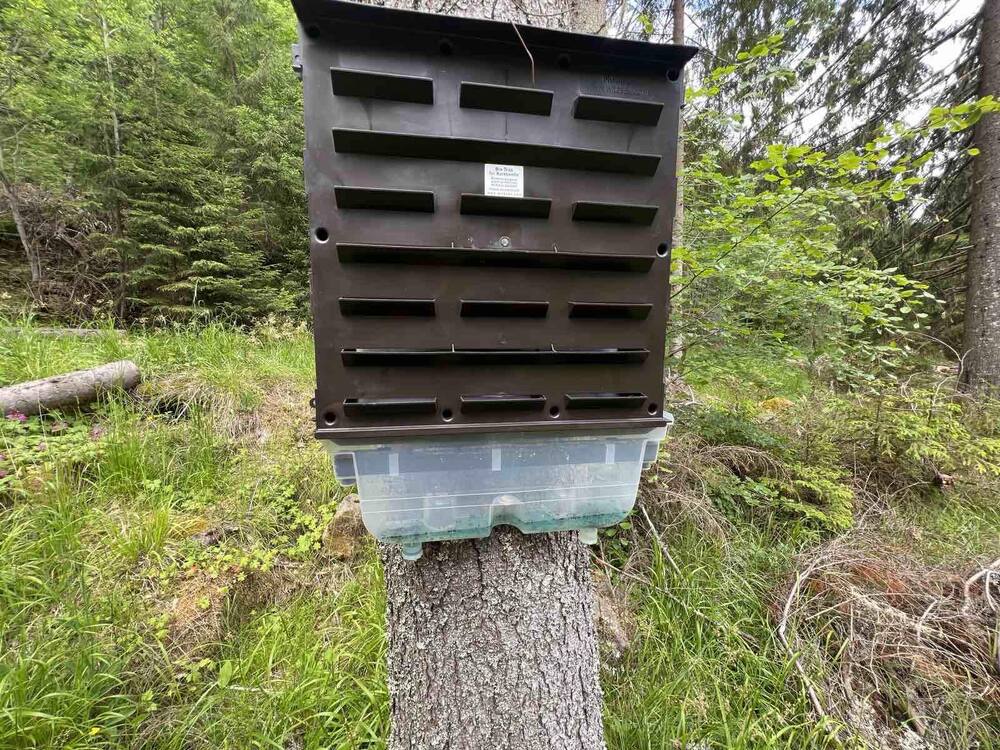 Феромонови уловки за борба с корояди поставят на територията на Южноцентрално държавно предприятие – Смолян