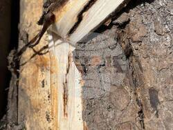 Снимка: Южноцентрално държавно предприятие – Смолян